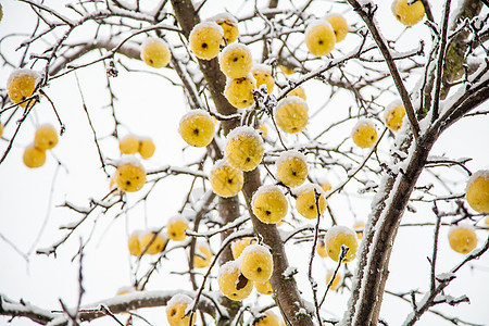 冬天下雪的树上黄苹果图片