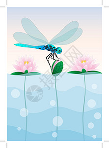 苍蝇坐在水里 Lily天空百合钓鱼昆虫爱好池塘野生动物渔夫平衡娱乐图片