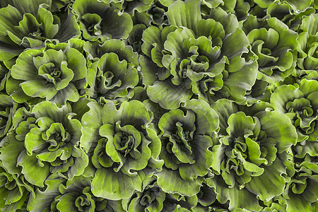 绿色背景 的肉制玫瑰菜垫子 土生植物图片