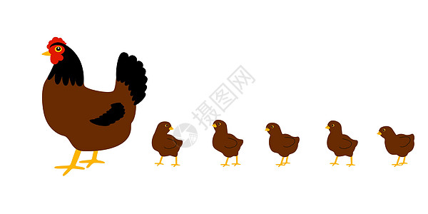 养鸡的母鸡 白种背景 孤立的矢量雏鸟宠物母亲卡通片场地国家团体小鸡家禽孩子们图片