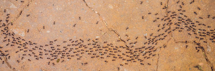 背景 蚂蚁运行 蚂蚁索 许多蚂蚁快速在泥土路上图片
