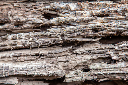腐烂的老旧木木木木木头洒满甲虫树皮甲虫图片