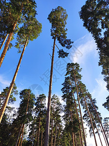 蓝天背景的蓝色天空树木叶子阳光季节农村顶峰场景公园环境晴天图片