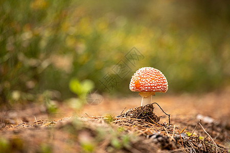 一只独身的苍蝇穿着红斑帽 在模糊的森林背景上图片