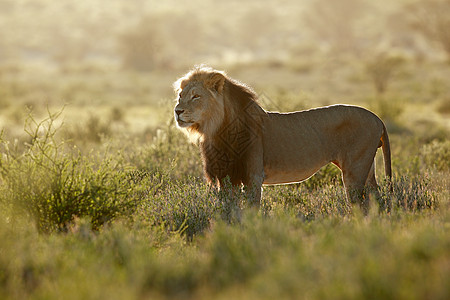 日出时的非洲男性狮子-卡拉哈里沙漠图片