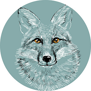 一只狐狸狼在圆圈中的头部 举个手绘画 像徽章或标志一样图片