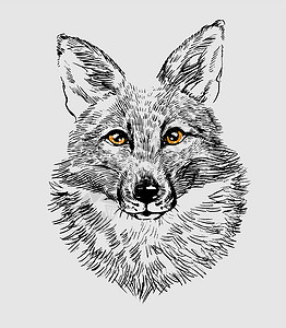 狐狸狼的头 举手画画 像徽章或标志绘画眼睛艺术草图打印创造力荒野捕食者吉祥物标签图片