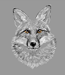 狐狸狼的头 举手画画 像徽章或标志吉祥物草图打印雕刻捕食者土狼艺术动物园荒野墨水图片