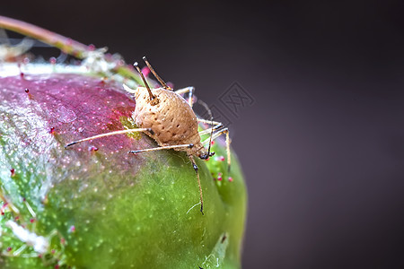 植物上的虫子非常精细的宏大环境宏观农业花园叶子动物群生活动物寄生虫昆虫图片