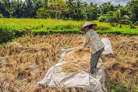 印度尼西亚农民在巴厘岛乌布的田里筛选水稻 中国农村 越南 泰国 缅甸 菲律宾的常见做法农业工作植物工人太阳叶子草地栽培粮食收成图片