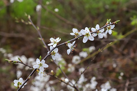 美丽的樱桃树和苹果树在春天花朵中盛开 花朵多彩图片
