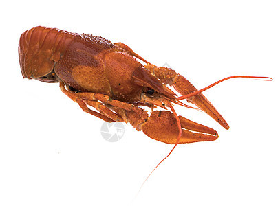 龙虾 煮鱼 煮饭 煮熟 白底红餐厅海鲜煮沸贝类动物爪子工作室螃蟹营养美食图片