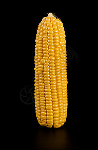 玉米熟熟的Kachan 没有壳子 紧贴着黑色背景的反光图片