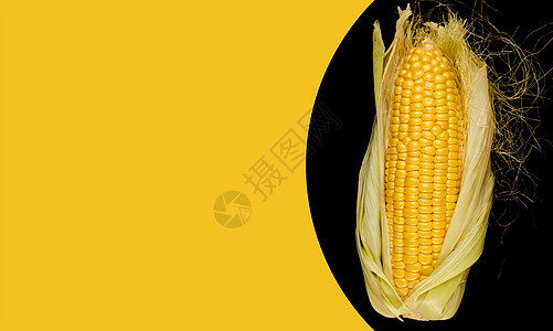 白菜头上的熟玉米从木板上的壳上剥了一半 黑色背景空间用于黄色背景上的文字图片