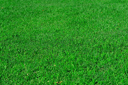 绿草坪 公园地区的草地 纹理 背景院子草皮环境场地生态绿化草原农村绿色植物园林图片