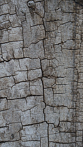 原木的纹理 背景 表面 全都在裂缝中戒指木头粮食树干时间地面框架日志摄影木材图片
