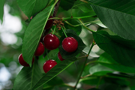 红樱桃的果实 在树枝上加重植物农业茶点水果果园食物种子树叶叶子季节图片