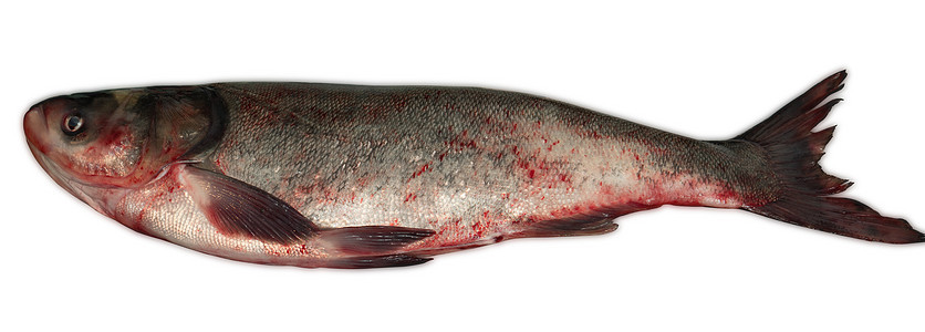 整只原生银鱼 孤立地在白色背景上闭着渔业动物鲤鱼鲢鱼海洋美食营养宏观热带市场图片