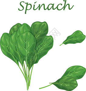 Spinach 绿色菠菜叶 沙拉和烹饪用绿色菠菜叶的图像绿色植物美食卡通片叶子绘画农业健康植物树叶植物群背景图片