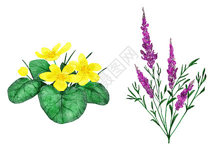 水彩手绘制了紫粉色柳叶草和黄巨人花的图例 花朵天然野花河湖森林景观 有机开花叶叶树本植物药草图片