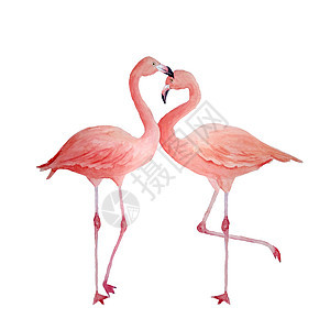 两只粉红色的火烈鸟 恋爱中的浪漫情侣 热带异国情调的鸟玫瑰火烈鸟在白色背景下被隔离 水彩手绘逼真的动物插图 婚礼卡邀请圣情人节的图片