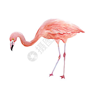 粉红色的火烈鸟 热带异国情调的鸟玫瑰火烈鸟在白色背景下被隔离 水彩手绘逼真的动物插图 夏季鸟类野生动物 打印包装纸 壁纸 卡片 图片