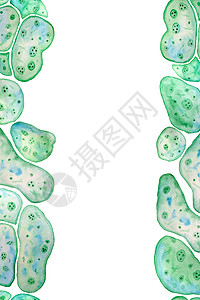 单细胞绿蓝藻小球藻螺旋藻与大细胞单细胞与脂杂草液滴的无缝垂直边框 宏观缩放微生物细菌化妆品生物设计的水彩插图图片