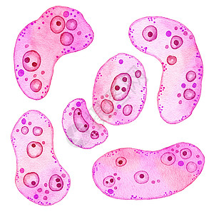 粉红色紫色细胞微藻微生物的水彩插图 显微镜生物藻类 化妆品医学保健印刷设计的概念 柔和的变形虫细菌 柔软的椭圆形圆形图片