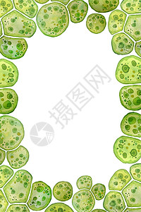 具有大型细胞单细胞和脂质小滴的粗蓝藻类 水彩色页面框样板宏观微生物细菌化妆品生物生物技术设计图片