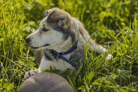 带球的哈斯基狗公园宠物犬类眼睛毛皮朋友骑士跑步行动哺乳动物图片