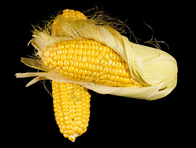 两头几乎熟熟的青春玉米 在黑色背景与世隔绝图片