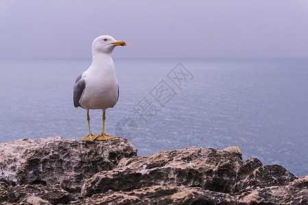 海洋上岩石上的白海鸥图片