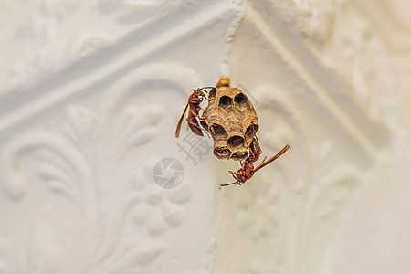 有黄蜂的黄蜂巢坐它 黄蜂警察 被采取特写镜头的黄蜂家庭的巢花园六边形骨骼幼虫殖民地野生动物细胞动物危险房子图片