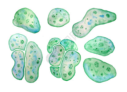 单细胞绿蓝藻小球藻螺旋藻 大细胞 单细胞 带脂滴 用于化妆品生物技术设计的宏观缩放微生物细菌的水彩插图图片