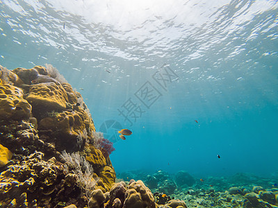 水下生物景观 珊瑚礁的鱼群在海洋水下栖息鲨鱼潜水情调全景荒野浮潜殖民地蓝色珊瑚旅行图片