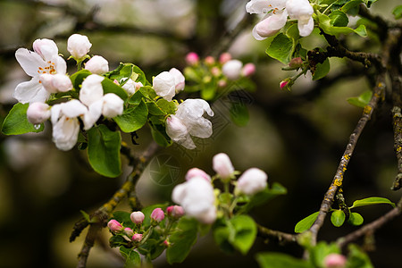 雨后春春的苹果树植物学生长植物季节花园晴天果园园艺宏观植物群图片