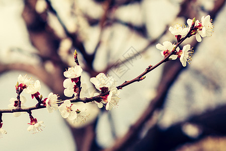 春花期的杏树枝分 开花期图片