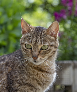 花园里绿眼睛的野猫美人肖像猫科猫咪虎斑动物情绪生活宠物小猫哺乳动物公园图片