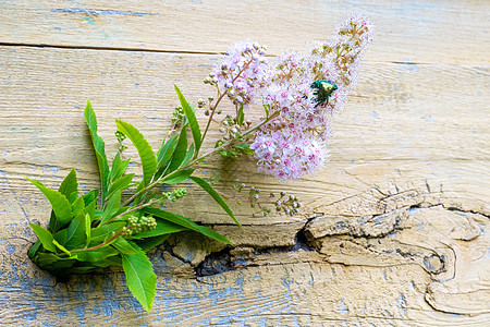 罗丝切法  香草花  在的花朵上亚科花园紫檀玫瑰金植物群昆虫粉色龟子漏洞玫瑰图片