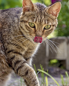 吃完美味后舌头的野猫食物猫科动物折叠毛皮宠物猫咪眼睛动物壁橱小猫图片