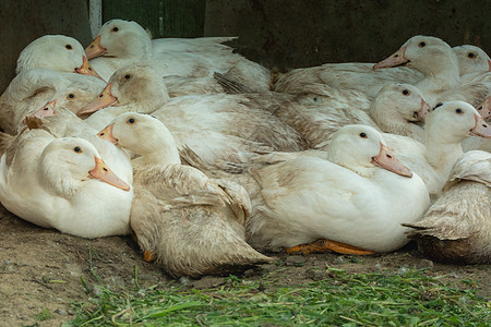 白种家鹅 牧场鸭喂养农业荒野食物池塘翅膀男性羽毛鸭子团体花园图片