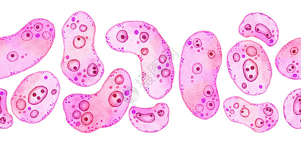 粉红色紫色细胞微藻微生物 显微镜生物藻类的水彩水平无缝边界 化妆品医学保健印刷设计的概念 柔和的变形虫细菌 柔软的椭圆形圆形图片