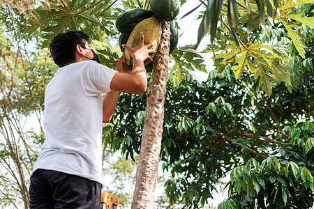 男孩在从一棵树上砍木瓜的梯子上 种植和收获水果及粮食生产的概念图片