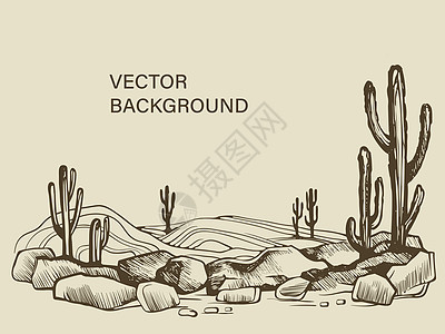 亚利桑那沙漠草图中的仙人掌图片