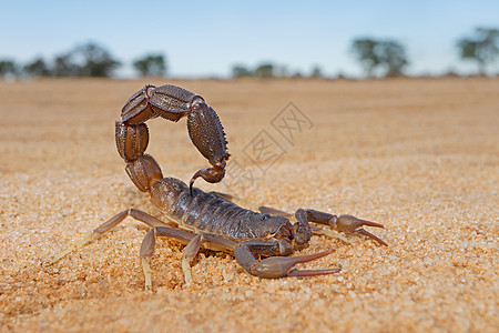 颗粒的厚尾部蝎子生物厚尾钳子对虾荒野尾巴四肢颗粒状栖息地动物群背景图片