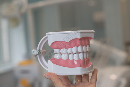 完美整齐的牙齿 下巴模型 特写 牙齿上的牙套 牙齿模型假牙 口腔医学预约 牙齿卫生员检查概念与牙医 牙齿模型假牙 定期检查对口腔图片