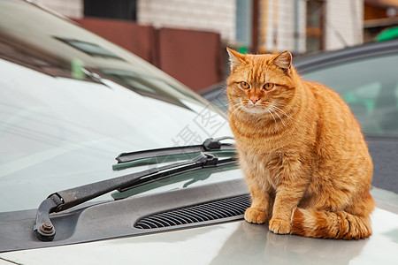 红猫坐在车的引擎盖上图片
