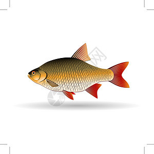 Rudk 鲤鱼家族的淡水鱼类 现实化插图 矢量图像图片