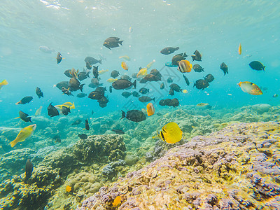 水下生物景观 珊瑚礁的鱼群在海洋水下栖息小丑水族馆生活野生动物潜水盐水浮潜异国蓝色旅行图片