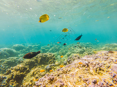 水下生物景观 珊瑚礁的鱼群在海洋水下栖息热带野生动物旅行假期潜水殖民地水族馆荒野潜水员浮潜图片
